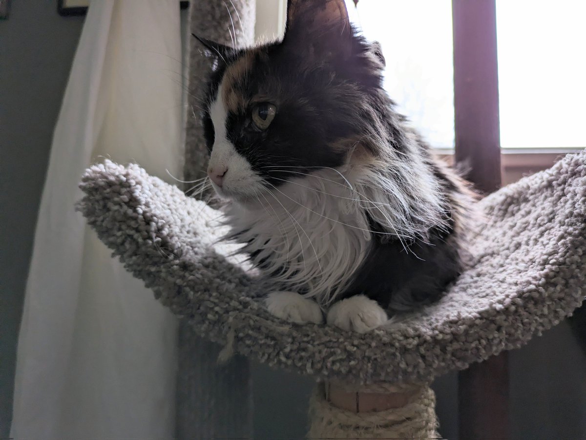 Here I am, doing an EARS #Hedgewatch on what is a pretty gloomy day, that's also cold (down to below freezing tonight!). I'm eating my food & seem to feel much better. Let's hope that this time it lasts! #CatsOfTwitter #CatsOnTwitter