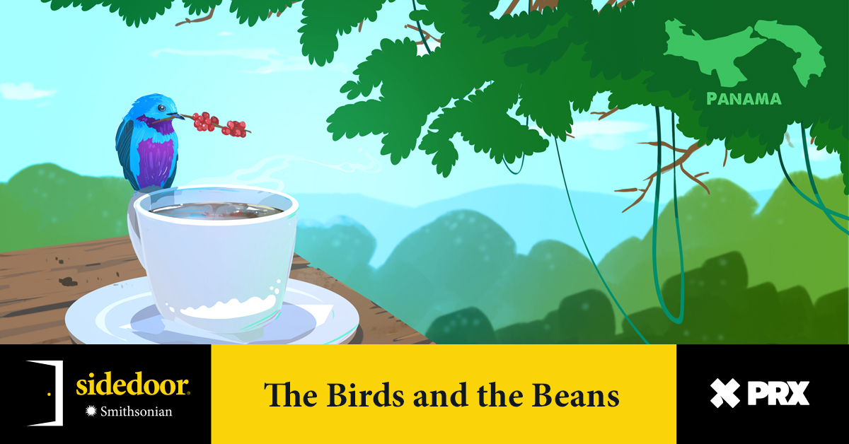 Panamanian geisha coffee has been called 'God in a cup,' but never Smithsonian Bird Friendly certified. That might soon change as researchers from @NationalZoo's @SMBC find new ways to grow coffee in @stri_panama in harmony with migratory songbirds. 🎧: spoti.fi/3UlTZ22