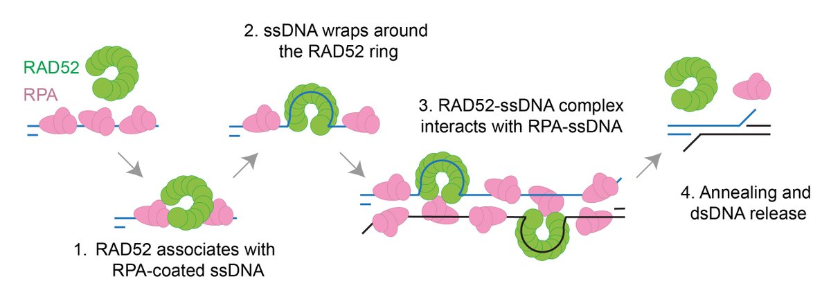 The West Lab tweet media