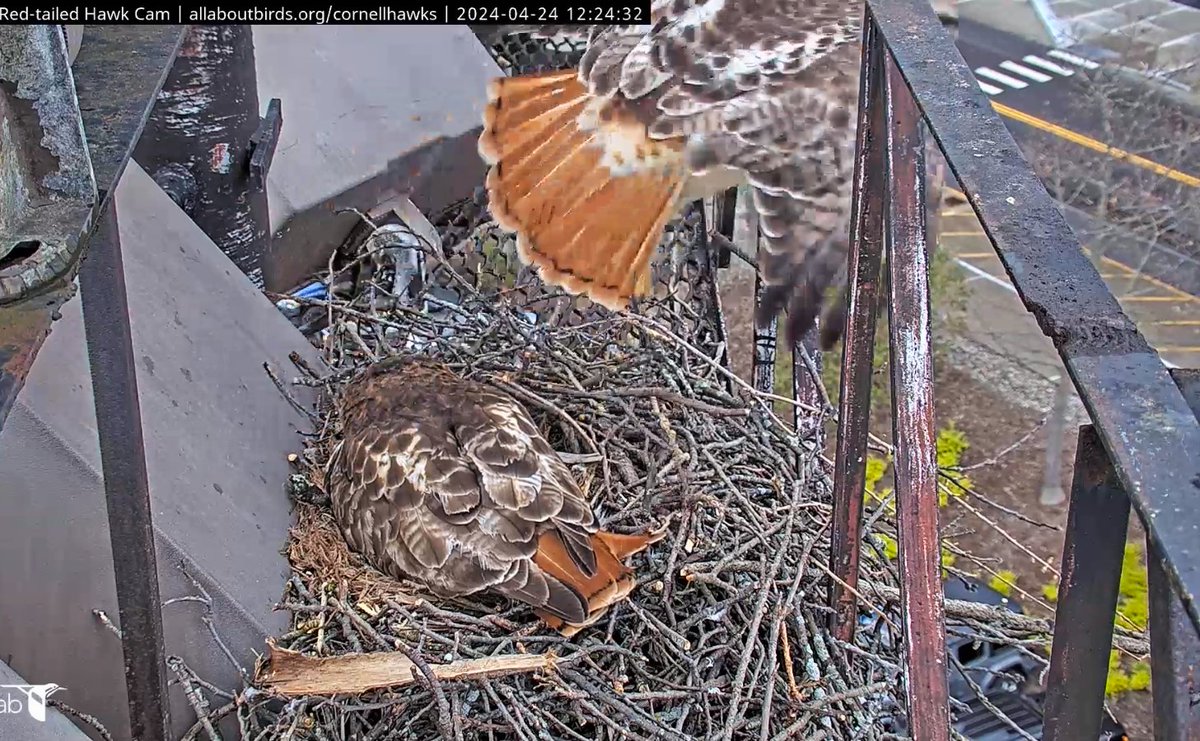 CornellHawks tweet picture