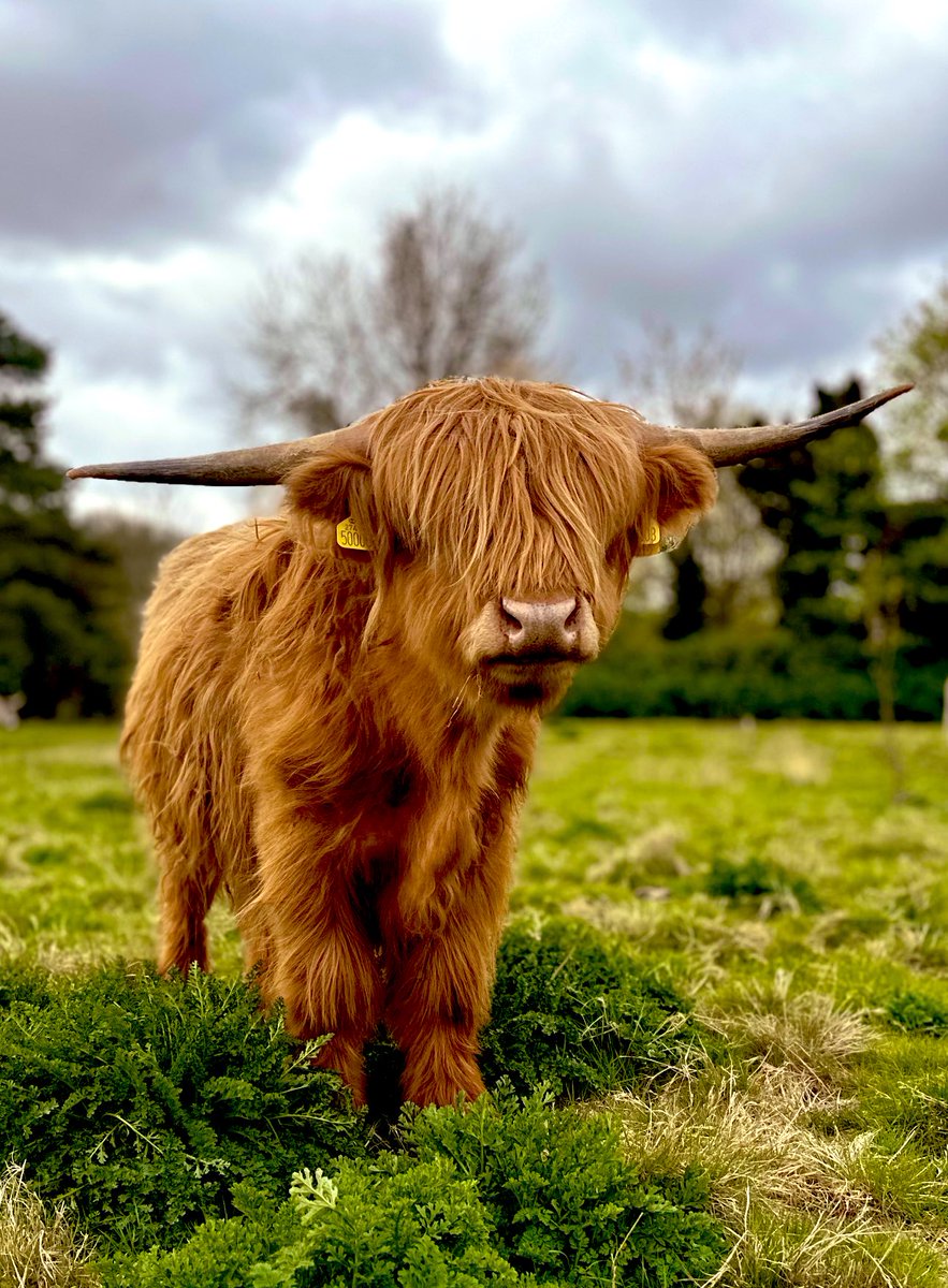 Interested in the wonderful wildlife and grazing animals at Heather Corrie Vale? This former golf course being restored as part of our @WilderCarbon initiative, and is now home to wonderful highland and longhorn cattle. Why not book a safari? 👉kentwildlifetrust.org.uk/events/2024-04…