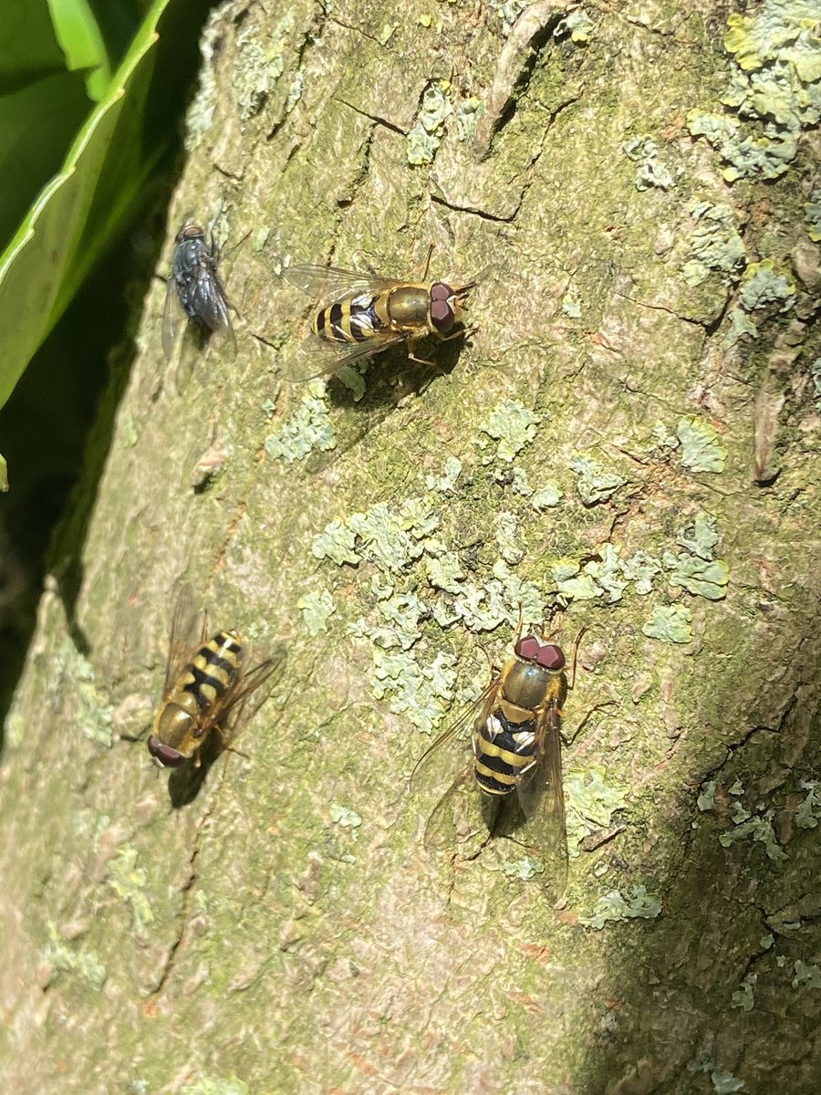 A flower fly (Syrphus ribesii) summoning circle! 😈 🧙‍♀️ #nature #fly #suffolk