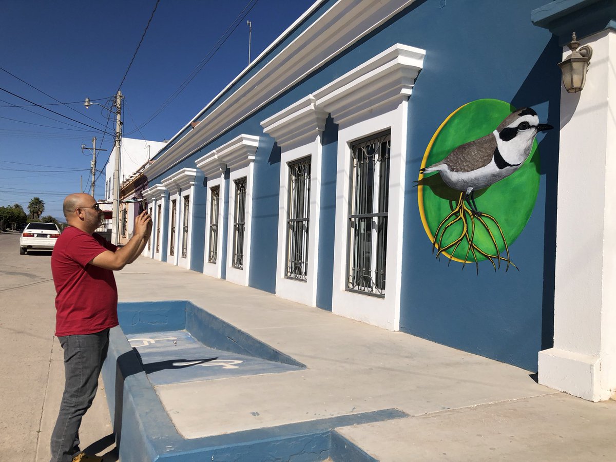 Clemens Kuepper (@chorlnev) on Twitter photo The museum of La Cruz de Elota now features a stunning snowy #plover mural! Nearly 20 years of monitoring plovers and engaging with the local community by <a href="/medardonivosus/">Medardo Cruz</a> and others has helped to promote conservation of threatened birds. #Ceuta #shorebirds The museum of La Cruz de Elota now features a stunning snowy #plover mural! Nearly 20 years of monitoring plovers and engaging with the local community by <a href="/medardonivosus/">Medardo Cruz</a> and others has helped to promote conservation of threatened birds. #Ceuta #shorebirds