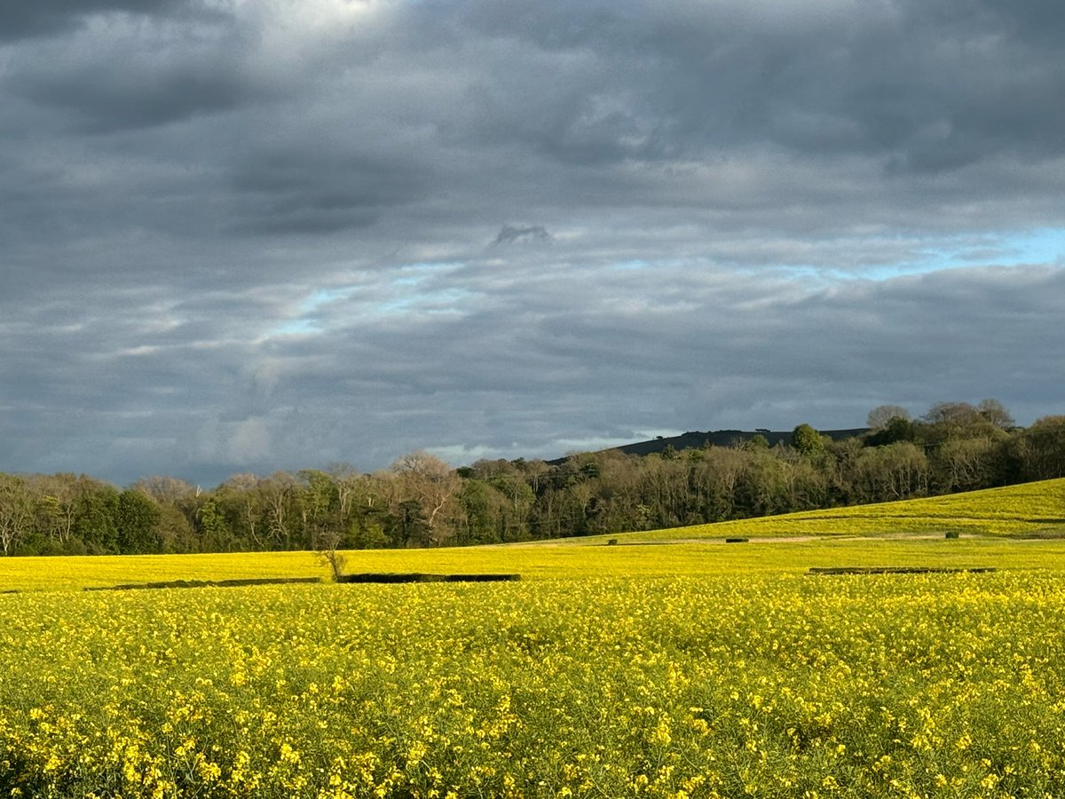 Gorgeous yellow fields in the East Sussex evening light near Upper Dicker