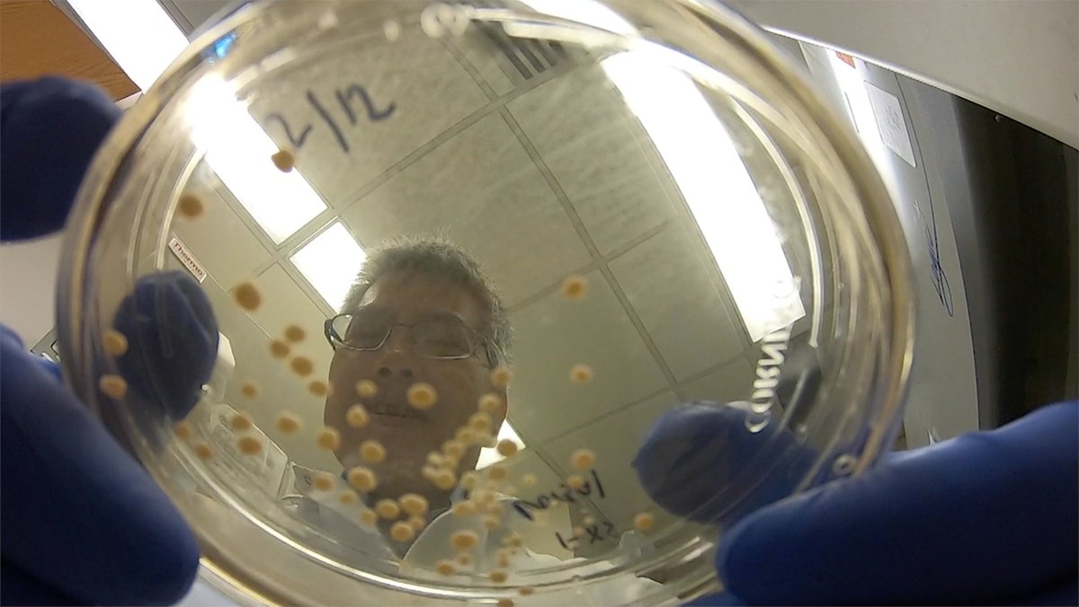 Growing mini brains?! @YrFantasticMind bridges the connection between inflammation-induced depression and BHC researchers growing mini brains. See you tonight at 7:00pm on @mygpb!