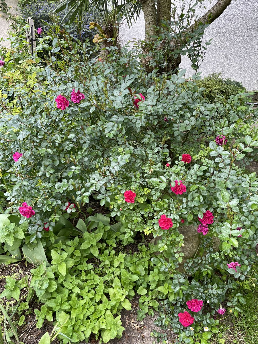 First roses 2024 of rosa ‘Purple Rain’ from Kordes, 1998.

#RoseWednesday #roseslove  #roseslover 
#roses #rosa #rosier #rosen #roza 
#GardeningX #GardeningTwitter #gardener4pleasure 
#GardenersWorld