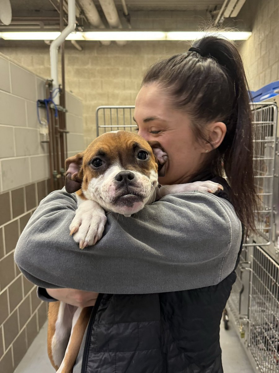 15outof10's tweet photo. This is Lulu, Alfalfa, Corsen, and Froggy.

We joined @onetailatatime in pulling these four dogs from the largest municipal shelter in the Midwest. They all need medical care and were at risk of euthanasia due to severe overcrowding. Help them below ❤️‍🩹

https://t.co/7HRpT937Kg https://t.co/WNeWOka2rw
