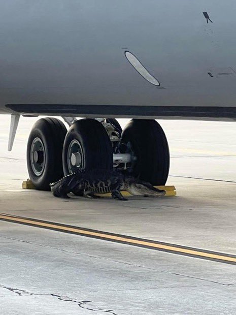 Welcome to 🇺🇸 Pilot of the KC-135 during his preflight checklist: - Trim ☑️ - Flaps ☑️ - Engines idle ☑️ - Alligator removed… uhhh 🐊 #avgeek