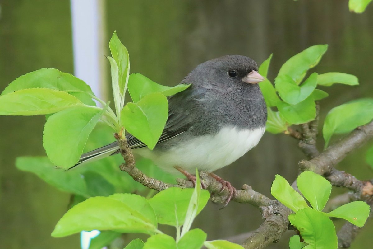 Dark-eyed Junco in Hartlepool, what a great little bird and nice to get another opportunity with this species so soon after covid stopped me getting down for the Dorset bird.
