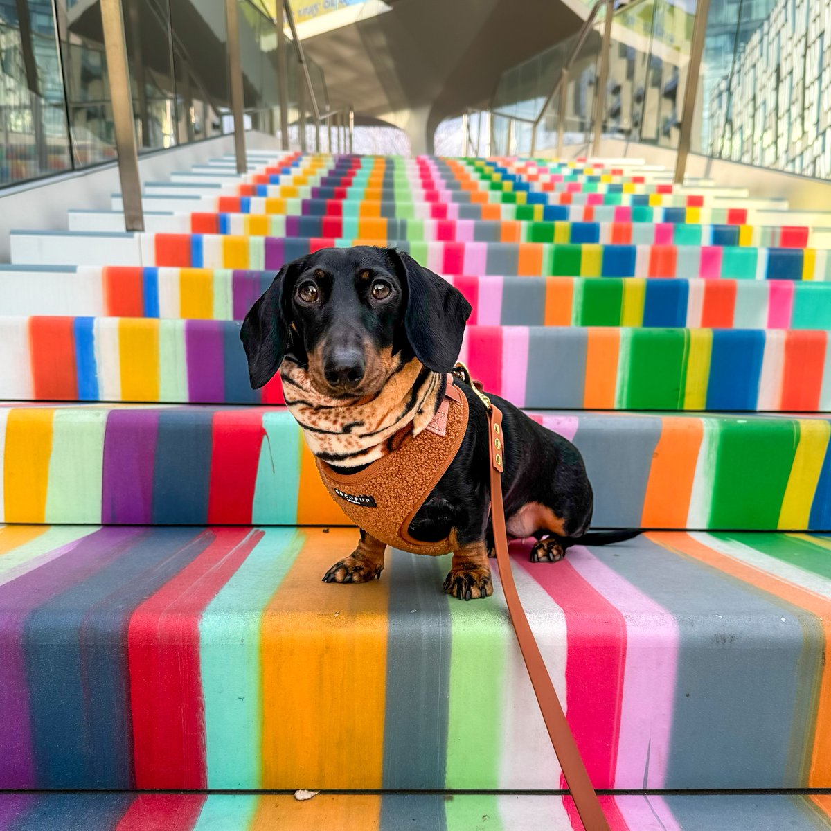 We love seeing your pictures at Greenwich Peninsula. Don't forget to tag #GreenwichPeninsula in your photos for your chance to be featured on our page 😍 📸 @pennythelittlesausage on Instagram #GreenwichPeninsula #Greenwich #InstaPuppy #DogPics #VisitGreenwich #PuppyLove