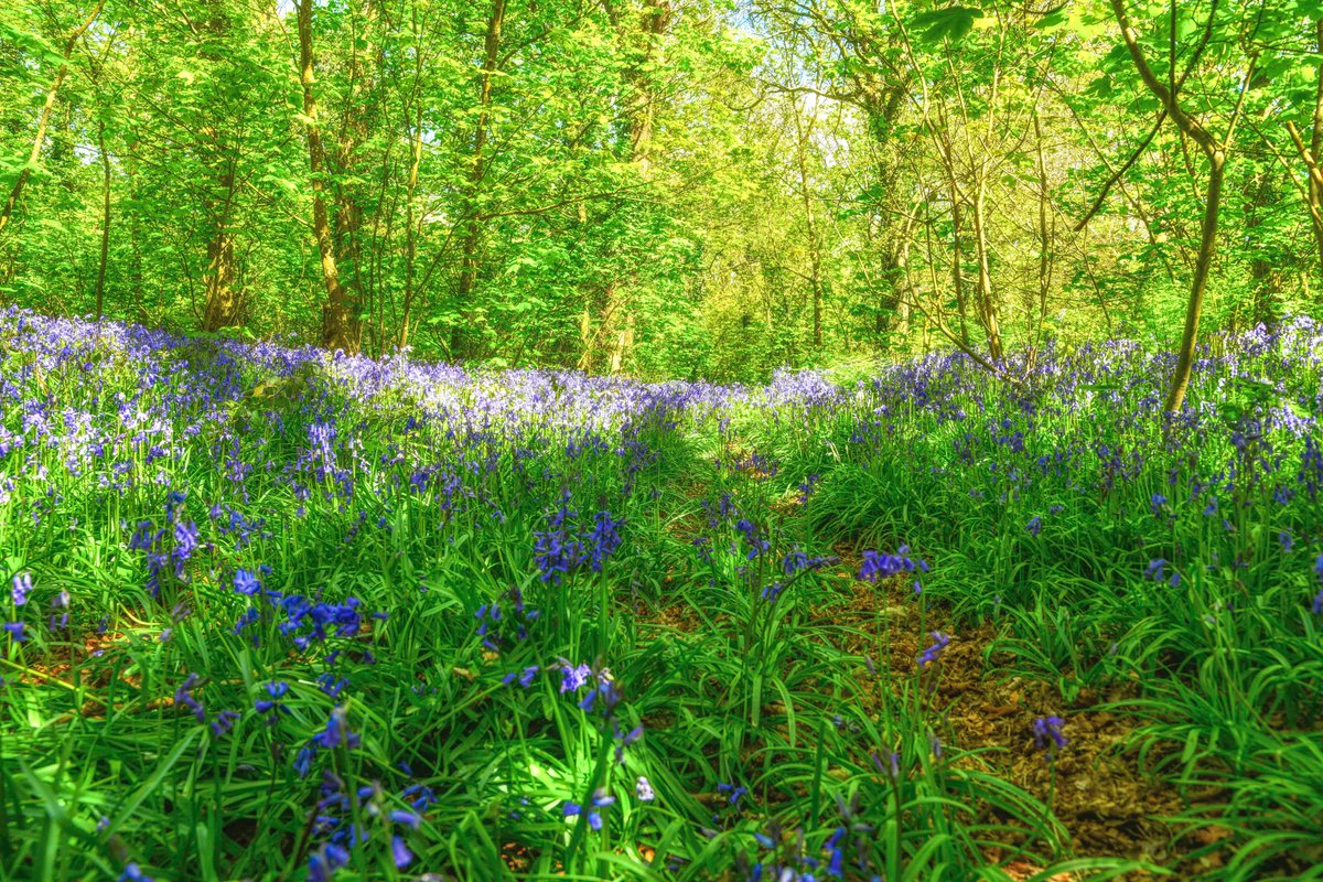 angleseyboy's tweet photo. #Anglesey in spring bloom 
@Ruth_ITV  @DerekTheWeather @bbcweather @itvweather #spring @WalesCoastUK @WalesCoastPath @ItsYourWales https://t.co/2gTB1G9HBB