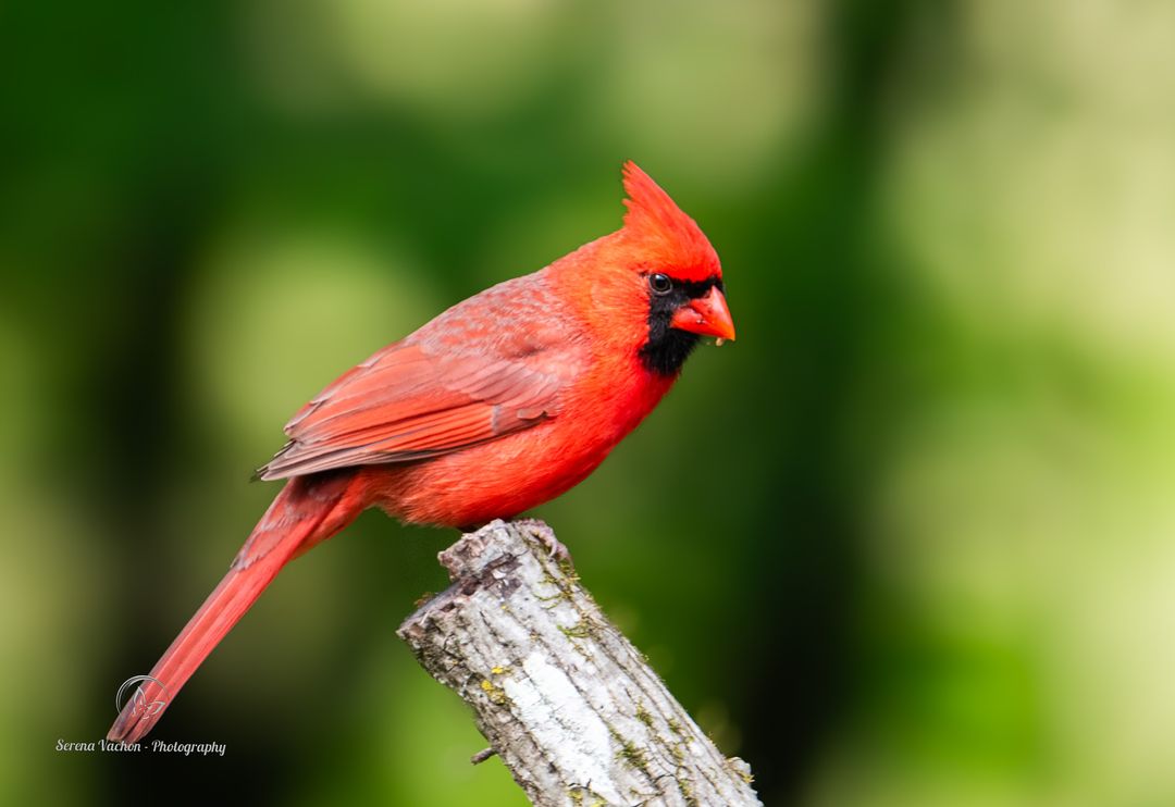 Male northern cardinal #birds #birdphotography #NaturePhotography