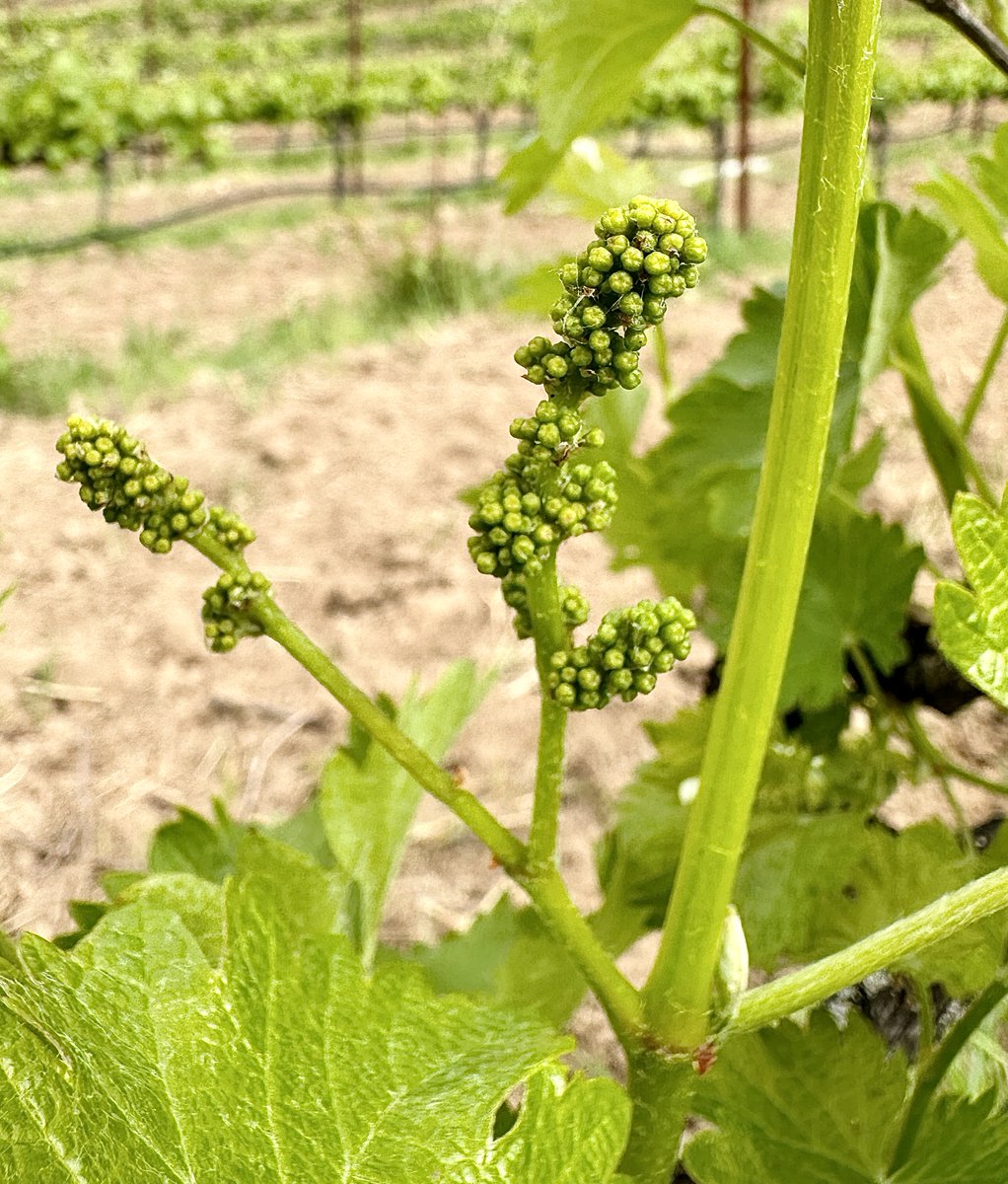 HawleyWines's tweet photo. Big news!
Our Estate Viognier vines are now bearing fruit! 
These tiny berries will mature into the Viognier you know and love. 
Cheers to the 2024 growing season! 
.
.
.
#grow #grapes #fruit #berries #wine #winery #sonomacounty #dryceeekvalley #local #organic #craft #vine #farm https://t.co/Q2q8xxRVJH
