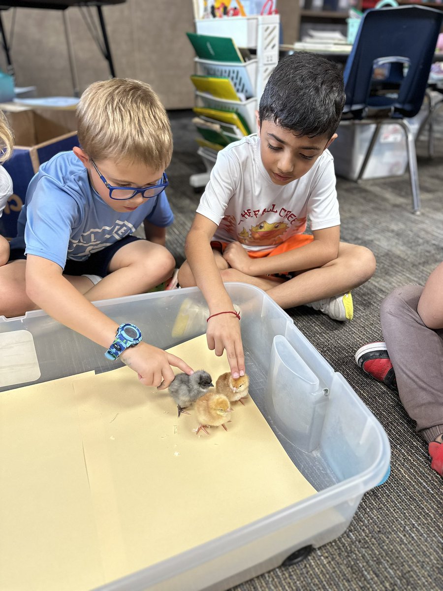 Rachel Steadman (@mrssteadman_fce) on Twitter photo We are in LOVE with our chicks! Thank you <a href="/Humble_Science/">Humble ISD Elementary Science</a> for this experience each year! <a href="/HumbleISD_FCE/">Fall Creek Elem</a> We are in LOVE with our chicks! Thank you <a href="/Humble_Science/">Humble ISD Elementary Science</a> for this experience each year! <a href="/HumbleISD_FCE/">Fall Creek Elem</a>