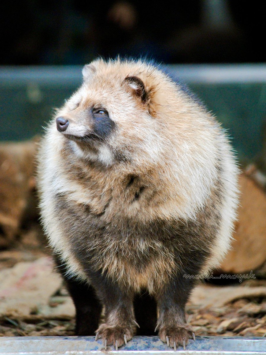 なんだそのけしからんモフみは
 #円山動物園  #北海道札幌市
 #エゾタヌキ  #リク