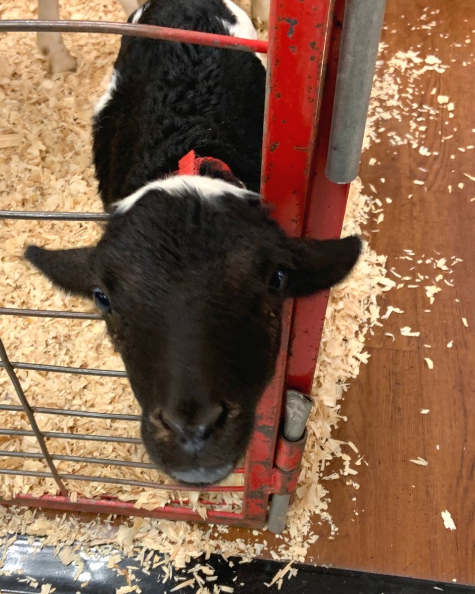 In just two shakes of a lamb's tail, SPB brought inauguration week fun to the Nigh this morning with Build-A-Lamb, real-life lambs, and a special appearance by UCO President and UCO First Lady! 🐑💙💛