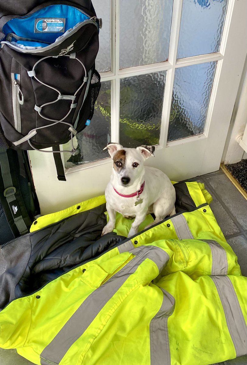 Tiny Big Sis Jax tried to stop Dad going to work today 🤣 #dogs #JackRussell #dogslife