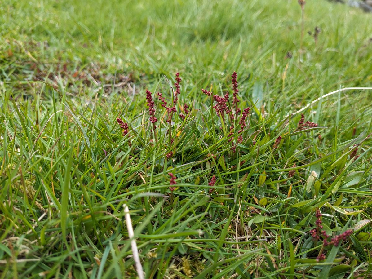 Tom Hocking tweet media