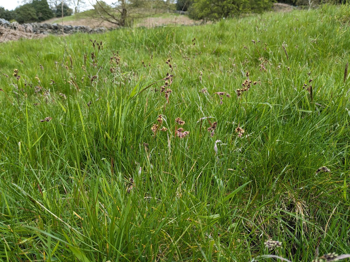 Tom Hocking tweet media