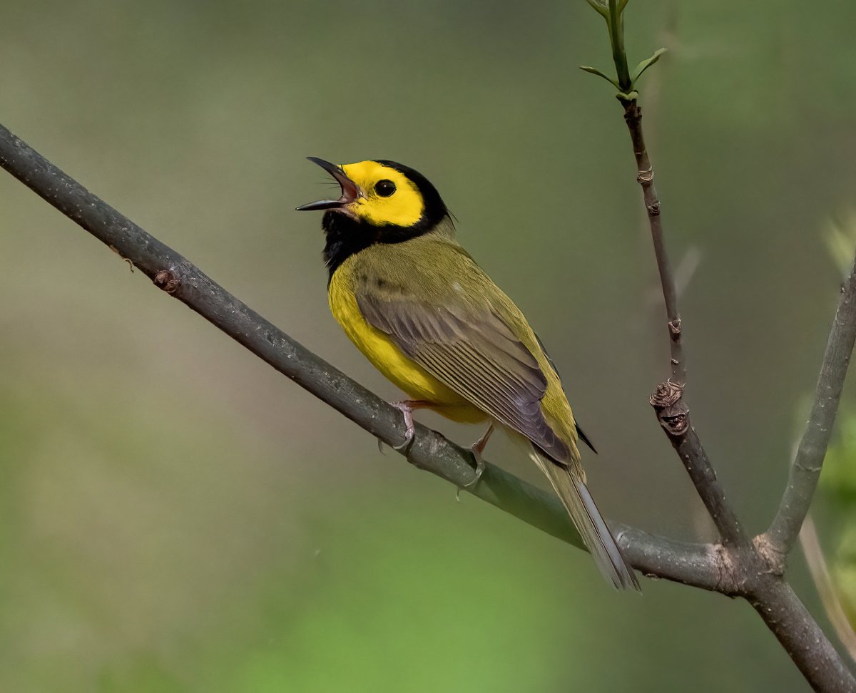 What birds have you seen migrating this spring? 📷: Hooded warbler by Doug Greenberg, CC BY-NC flic.kr/p/2oxZHnS