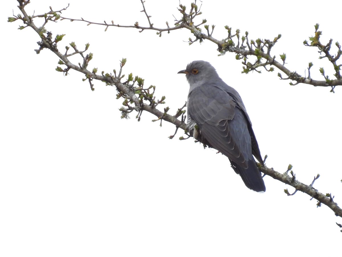 OMG! Heat haze...😳Had a wonderful day on #Exmoor, but I took 226 pics of the obliging #Cuckoo & I don't think that there was a single one that was sharp! 🤣🤣🤣Someone turn the sun off, please! 😀#Somerset @SomersetWT @ExmoorNP