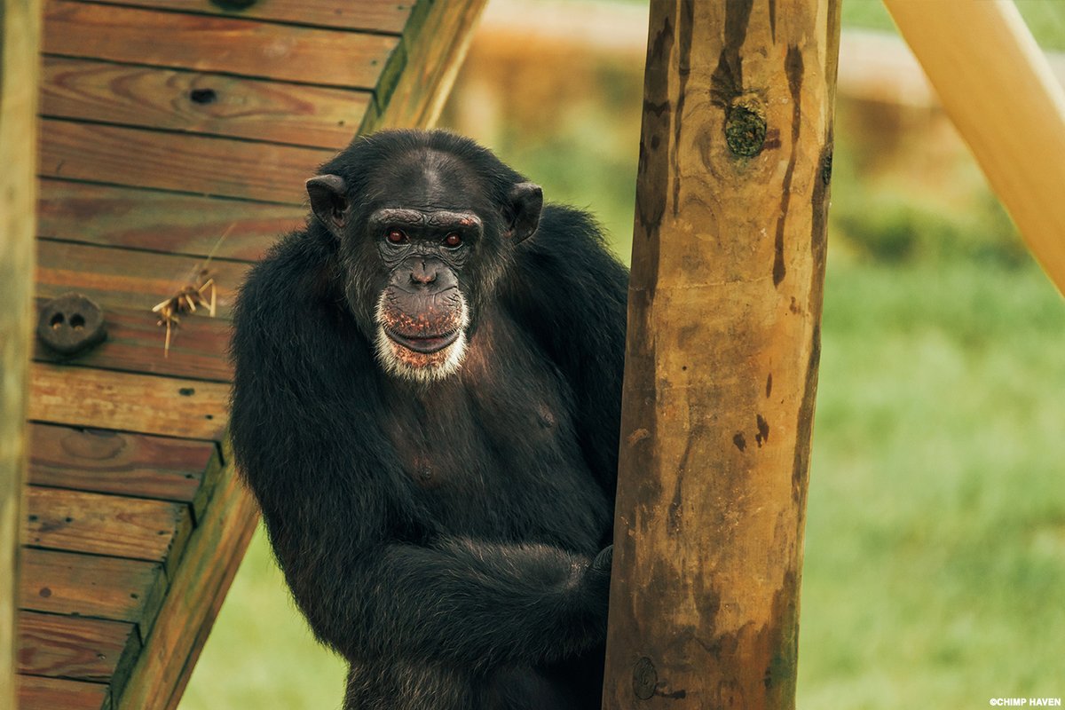 ICYMI: The U.S. NIH dropped its court appeal to prevent retired lab #chimps from being transferred to sanctuary care, clearing a final legal hurdle to securing a just, humane future for these primates. Read on via @HumaneSociety: humanesociety.org/news/nih-aband…