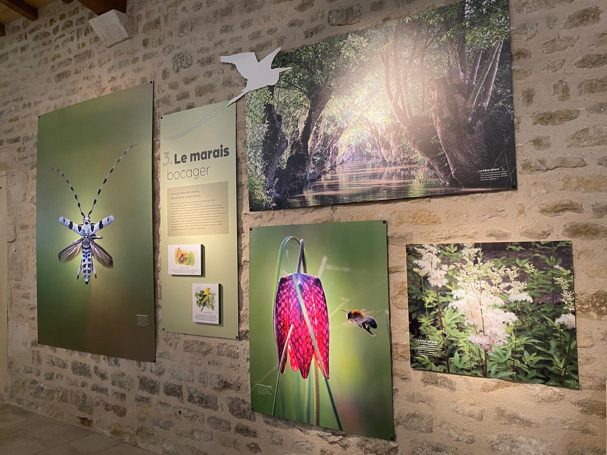 [A voir]: Une magnifique #expo intitulée 'Balades nature dans le #Maraispoitevin', avec le concours de @pmaraispoitevin. Inaugurée ce soir, elle est en place jusqu'à fin novembre au sein de la Maison du Marais Poitevin à #Coulon Photo Isabelle Maire.