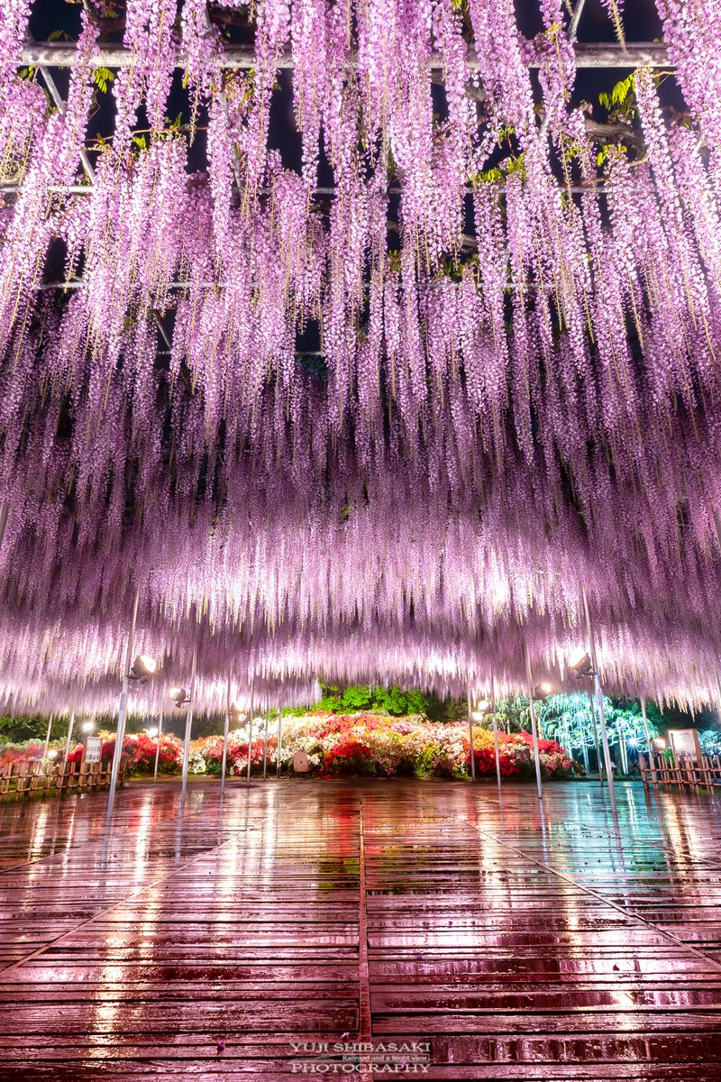 雨の日のあしかがフラワーパークは神秘的になる