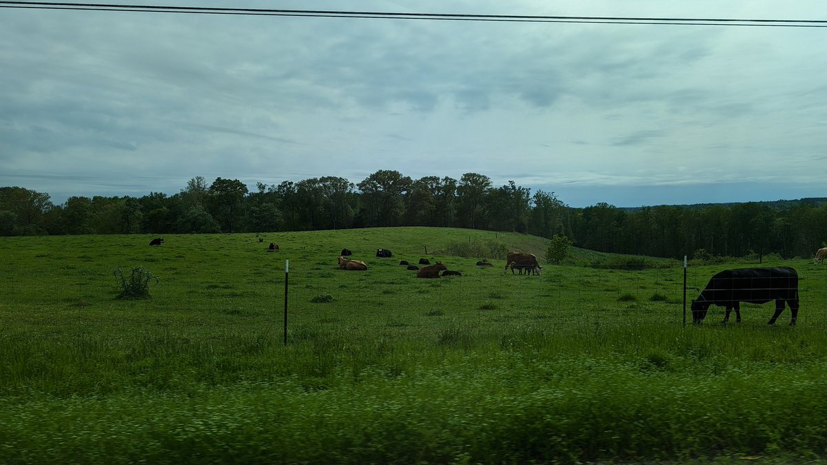 Cows :]