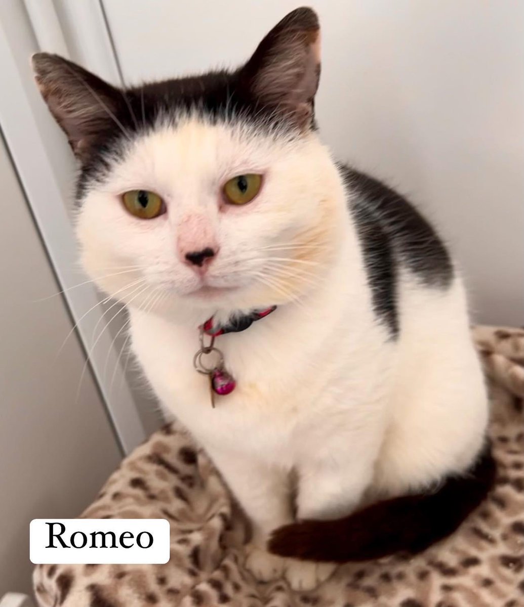 newstartcats1's tweet photo. Romeo Romeo where for art thou Romeo.... well he's at our centre, instead of Juliet,  he's looking for his new family. Romeo is 2.5 yrs old. He has been neutered, vaccinated, microchipped, deflead &amp; wormed.He would prefer a home without other cats, children &amp; dogs💜😻🐾 https://t.co/LGD3CTfWo4