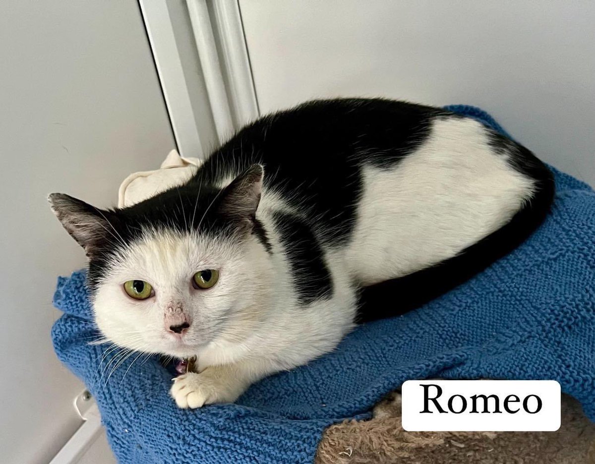 newstartcats1's tweet photo. Romeo Romeo where for art thou Romeo.... well he's at our centre, instead of Juliet,  he's looking for his new family. Romeo is 2.5 yrs old. He has been neutered, vaccinated, microchipped, deflead &amp; wormed.He would prefer a home without other cats, children &amp; dogs💜😻🐾 https://t.co/LGD3CTfWo4