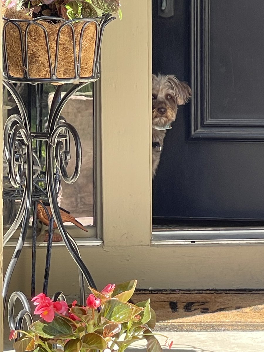 What’s going on, pals? #dogsoftwitter #schnoodle