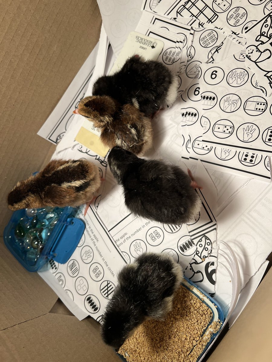 Our cute chicks have hatched!🐣It has been so much fun to watch them grow!@1stgrade_Oaks <a href="/HumbleISD_OE/">Oaks Elementary</a>
