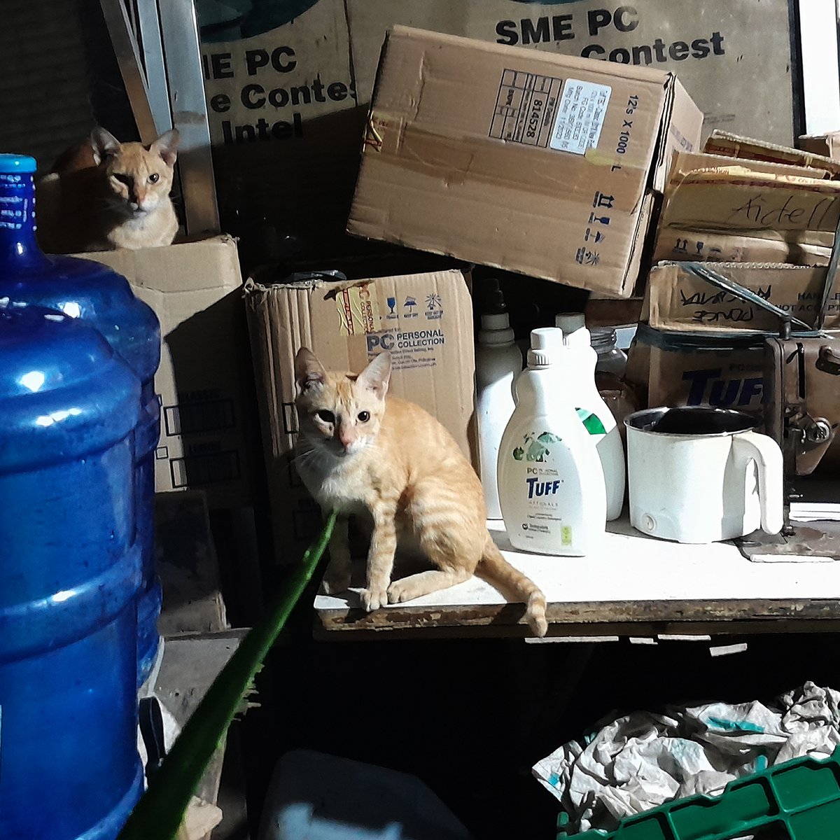 Tuff Twins 

January 2024
Barangay Sambag, Cebú City 

#streetphotography #filipinophotography #photography #sliceoflife #CatPhotography