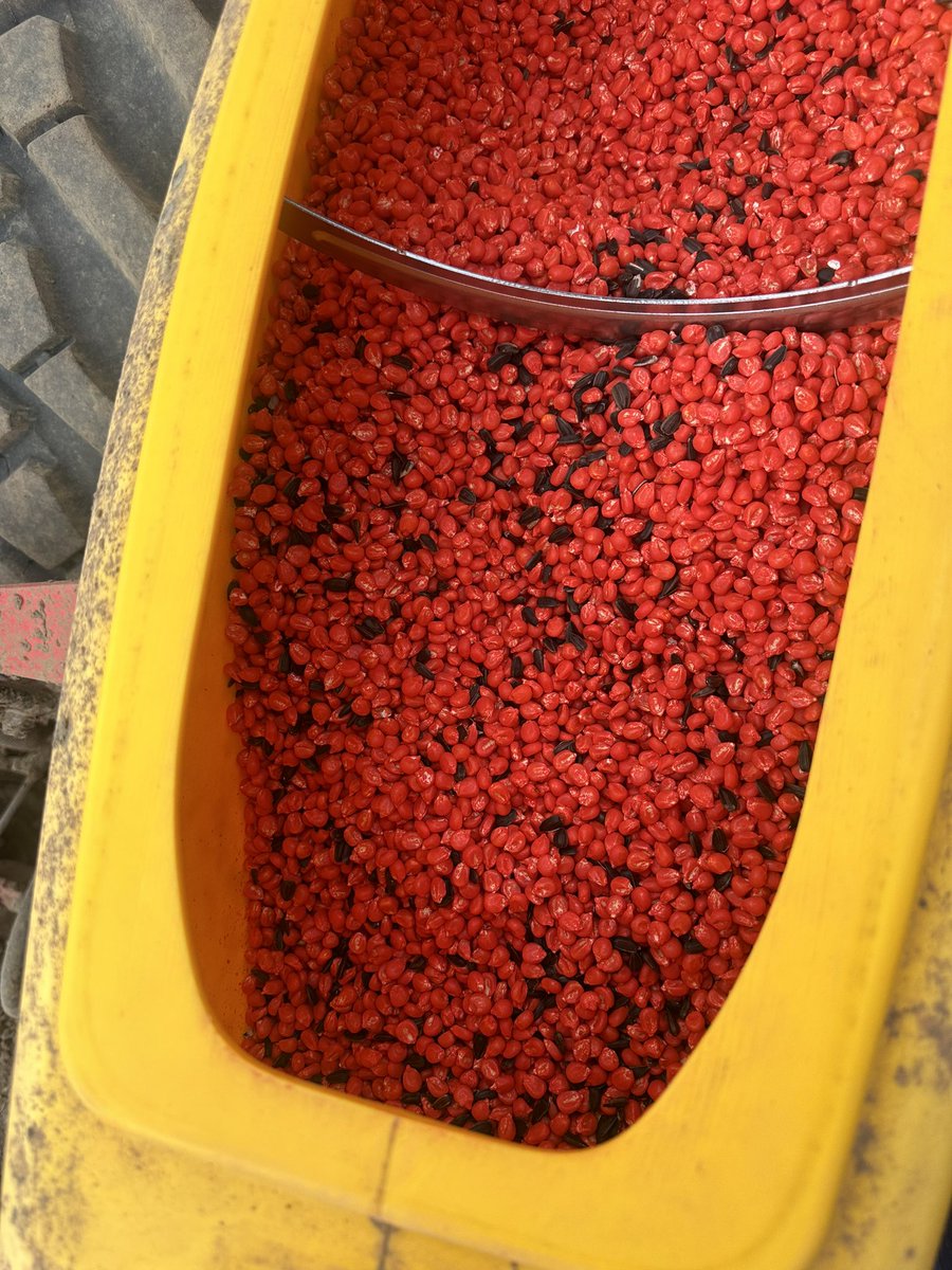 willoliver88's tweet image. Finally wheels are turning. All systems go!! @FarmservicesLtd in to do some remedial work. Maize planting with companion crop. #SpringFinally