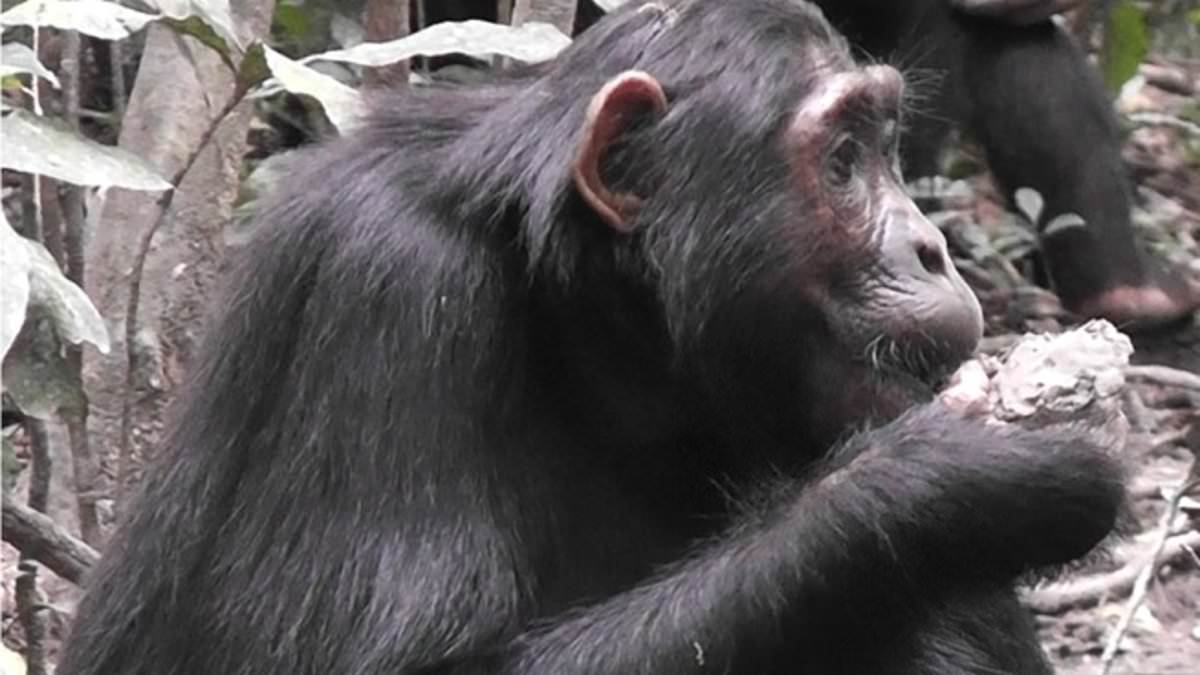 Chimps are now eating disease-ridden bat feces as over-farming wipes out food sources in Africa... and experts warn it could start next pandemic trib.al/V4pW1Ae