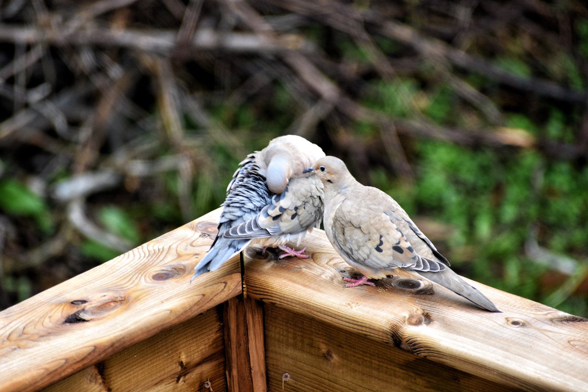 Active yard this morning 
#mourningdove #dove #yard #nature #bird #birdphotography #outdoors #BirdsOfTwitter #pair @CBCNews @weathernetwork @NatGeo @NikonCanada #Zenaida #macroura #createnomatterwhat @audubonsociety @MuseumofNature