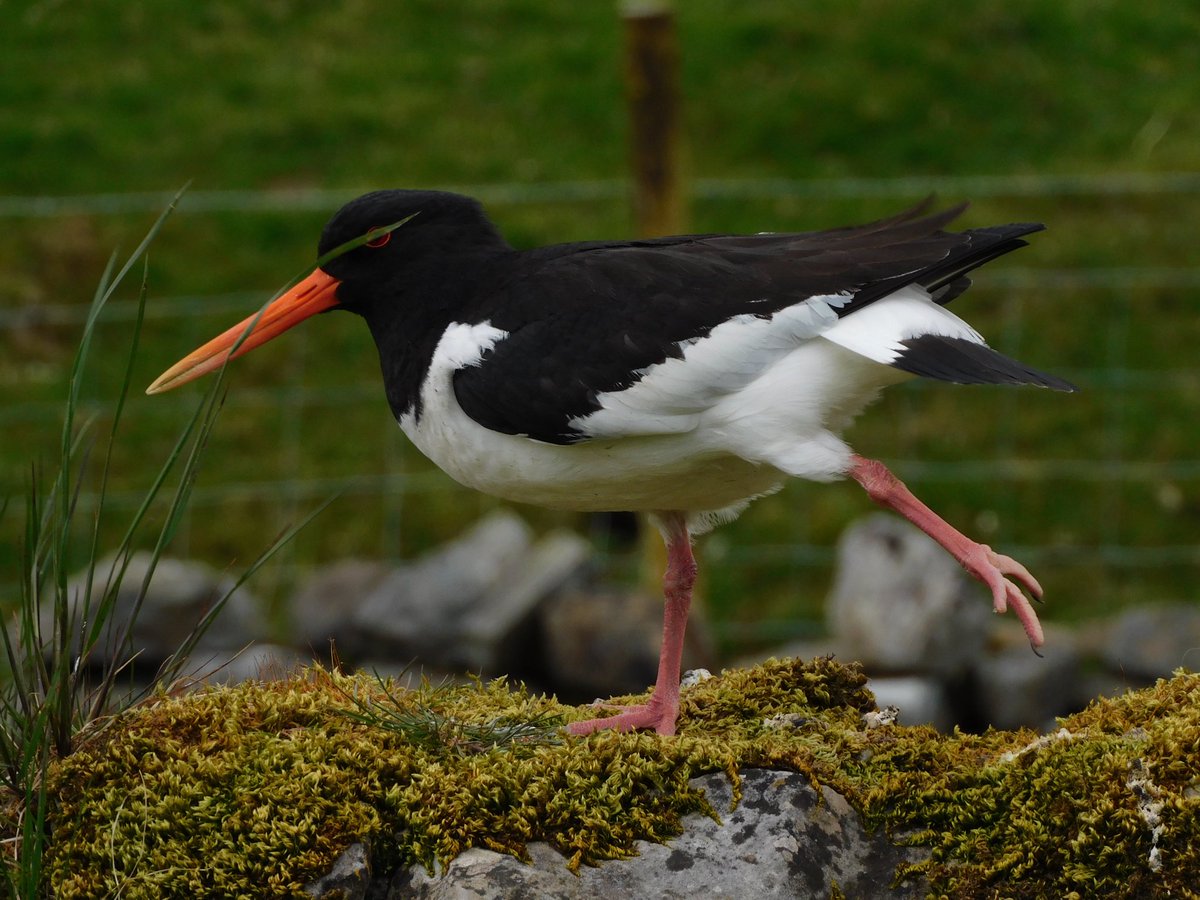 Oystercatcher ballet class?! 😂 Yorkshire Dales @Naturalcalendar  @NearbyWild