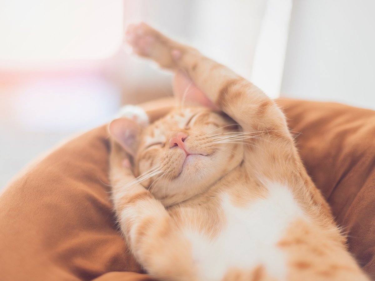 Fortunately for our feline friends, asthma attacks in cats are not as common as they are in humans, although cats who have the condition will still require a proper diagnosis and treatment plan to manage their condition.
#TAMUVetMed
Learn more: vetmed.tamu.edu/news/pet-talk/…