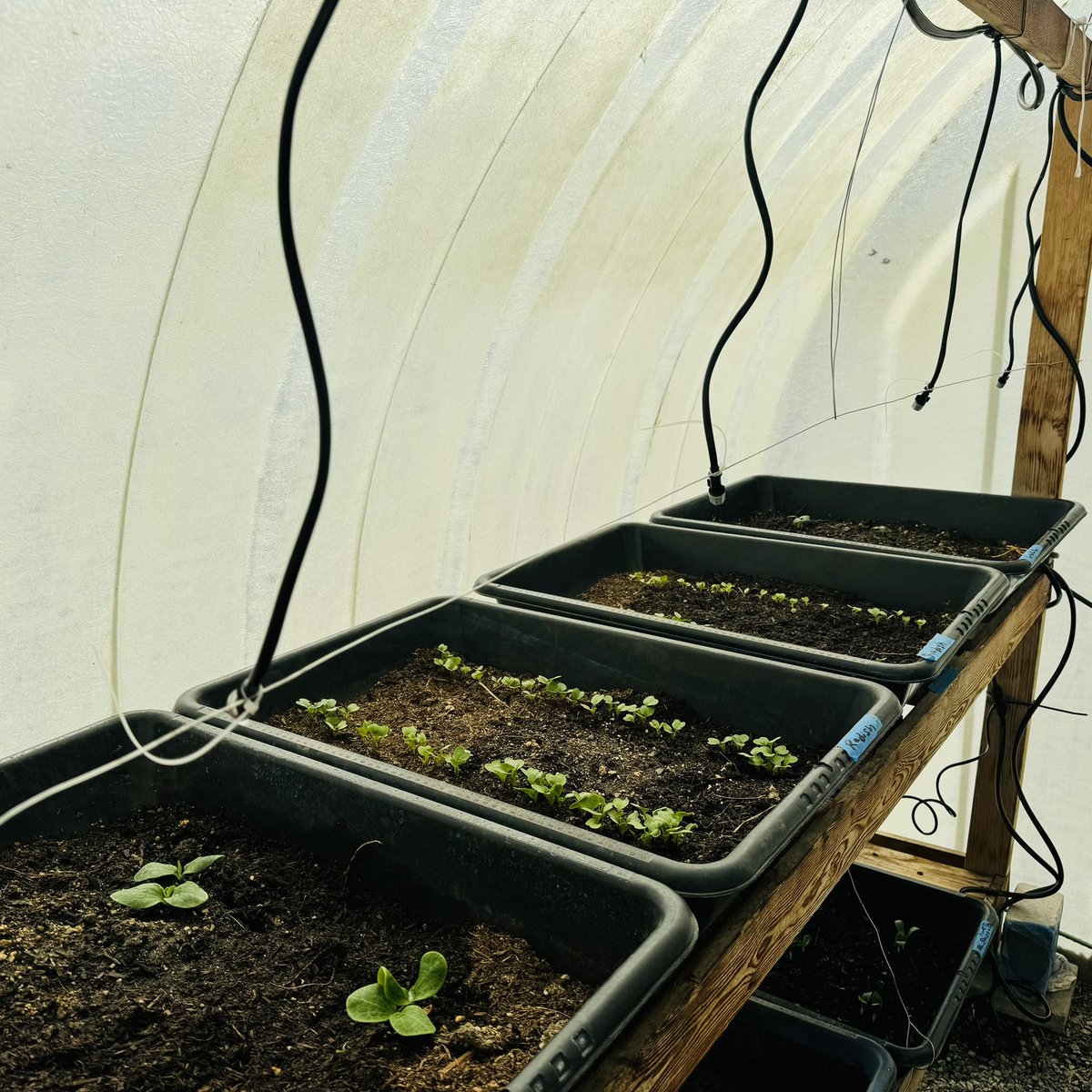 Radishes, squash, pumpkins, and tomatoes, oh my! My sweet husband and one of my equally sweet boys added a timed mister system to my greenhouse to save my starts from my forgetfulness. #writerslife  #springiscoming #gardeningiswork #greenhousestarts #gardenstarts #veggiegarden