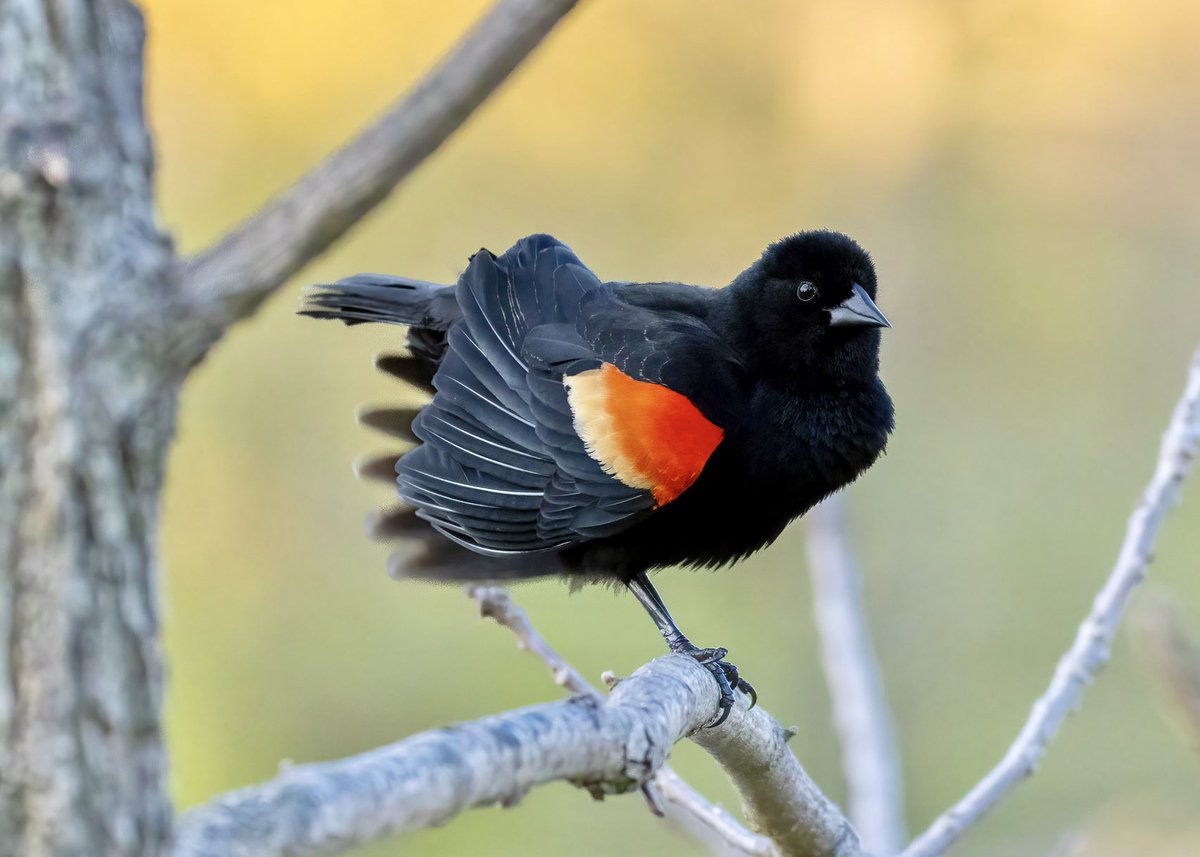 Here’s one of several Red-winged Blackbirds at the Harlem Meer in Central Park making its presence known with its nonstop calls. #birdcpp  #BirdsOfTwitter #nature #NaturePhotography #urbanbirds #wildlife #BirdsSeenIn2024