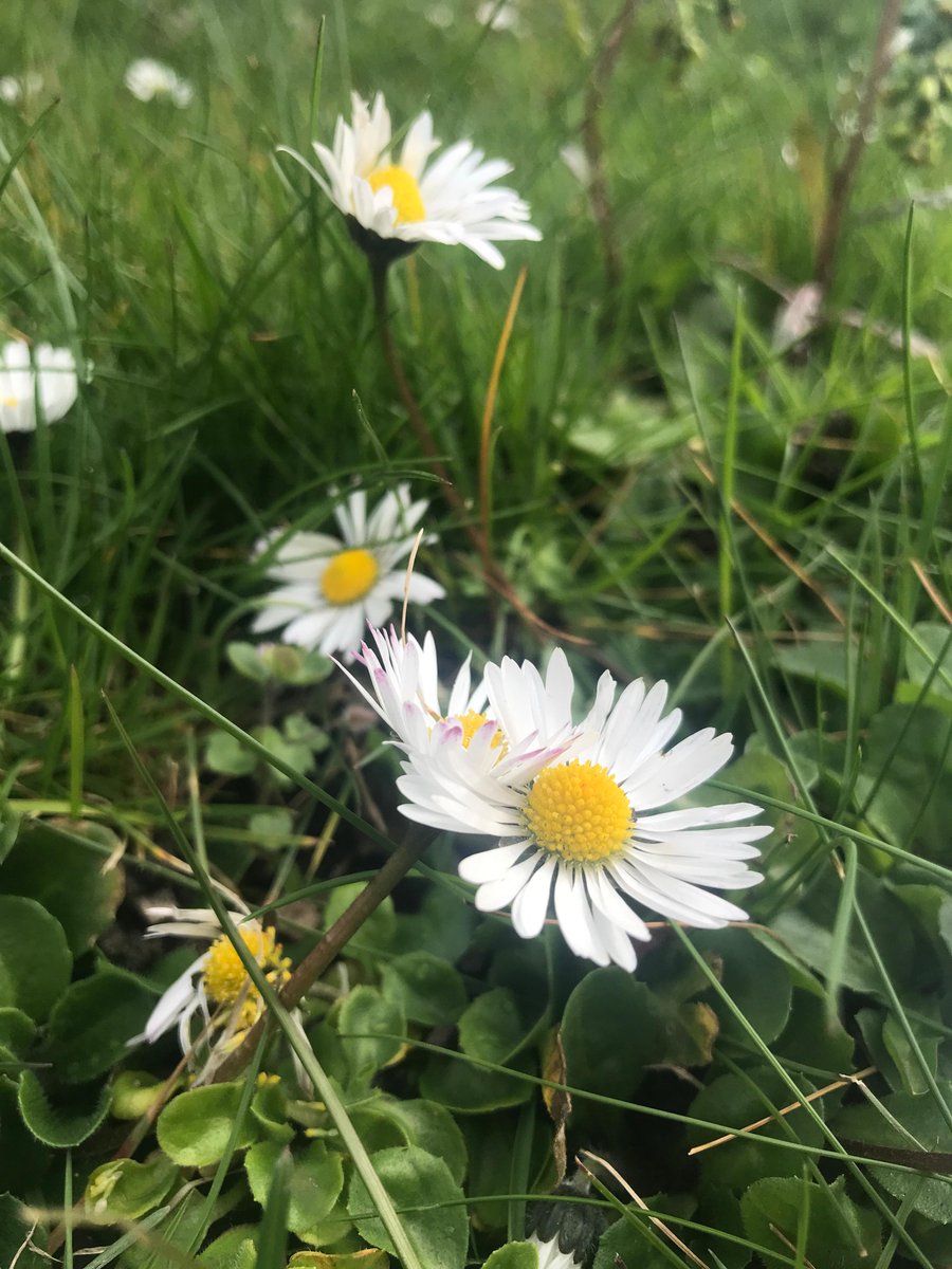 Seedball is again supporting Plantlife’s No Mow May™ challenge and encouraging you to lock up your lawnmower this May. As you know – wildflowers attract pollinators! plantlife.org.uk/campaigns/nomo…