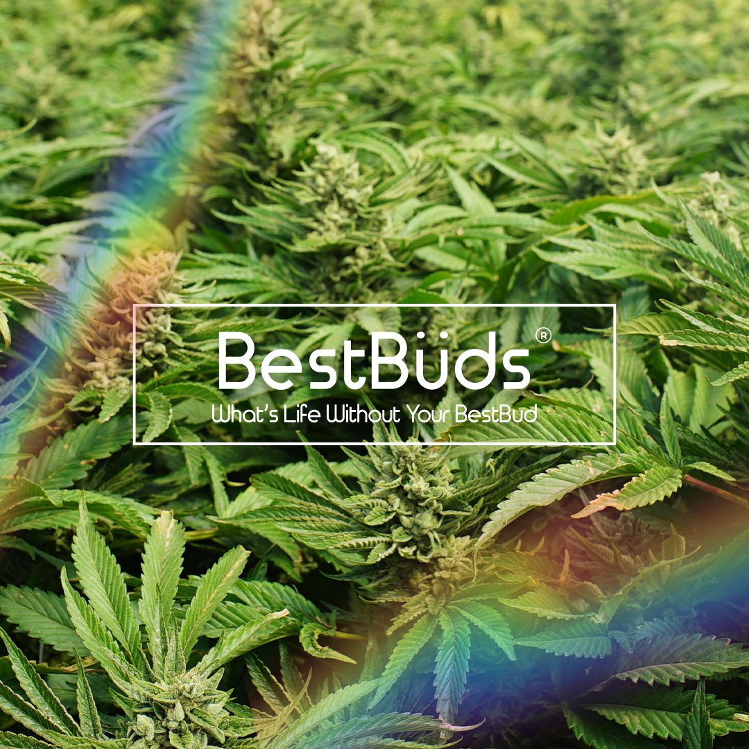 Tag your BestBüd!⬇️

#NJDispensary #Cannabis #WomenOwned #MinorityOwned
