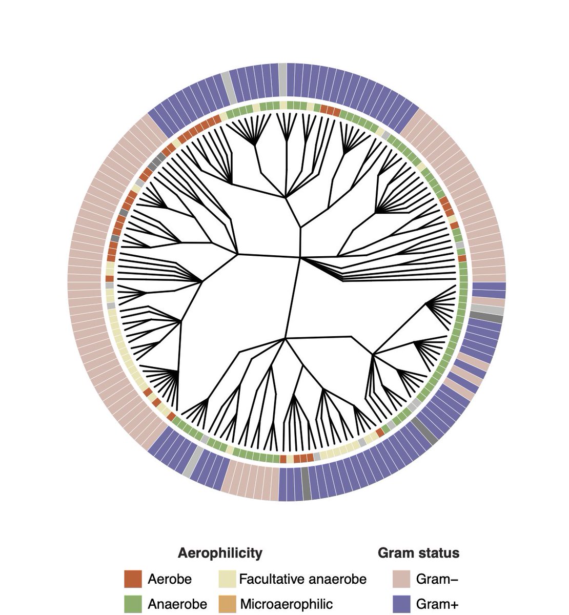 Odd as it may sound, bacteria are a common occupant of tumors. A detailed catalogue of bacteria living within cancer metastases has now been published.

Short 🧵 

#Cancer #Bacteria #Medicine 
(1/4)

Picture: Netherlands Cancer Institute