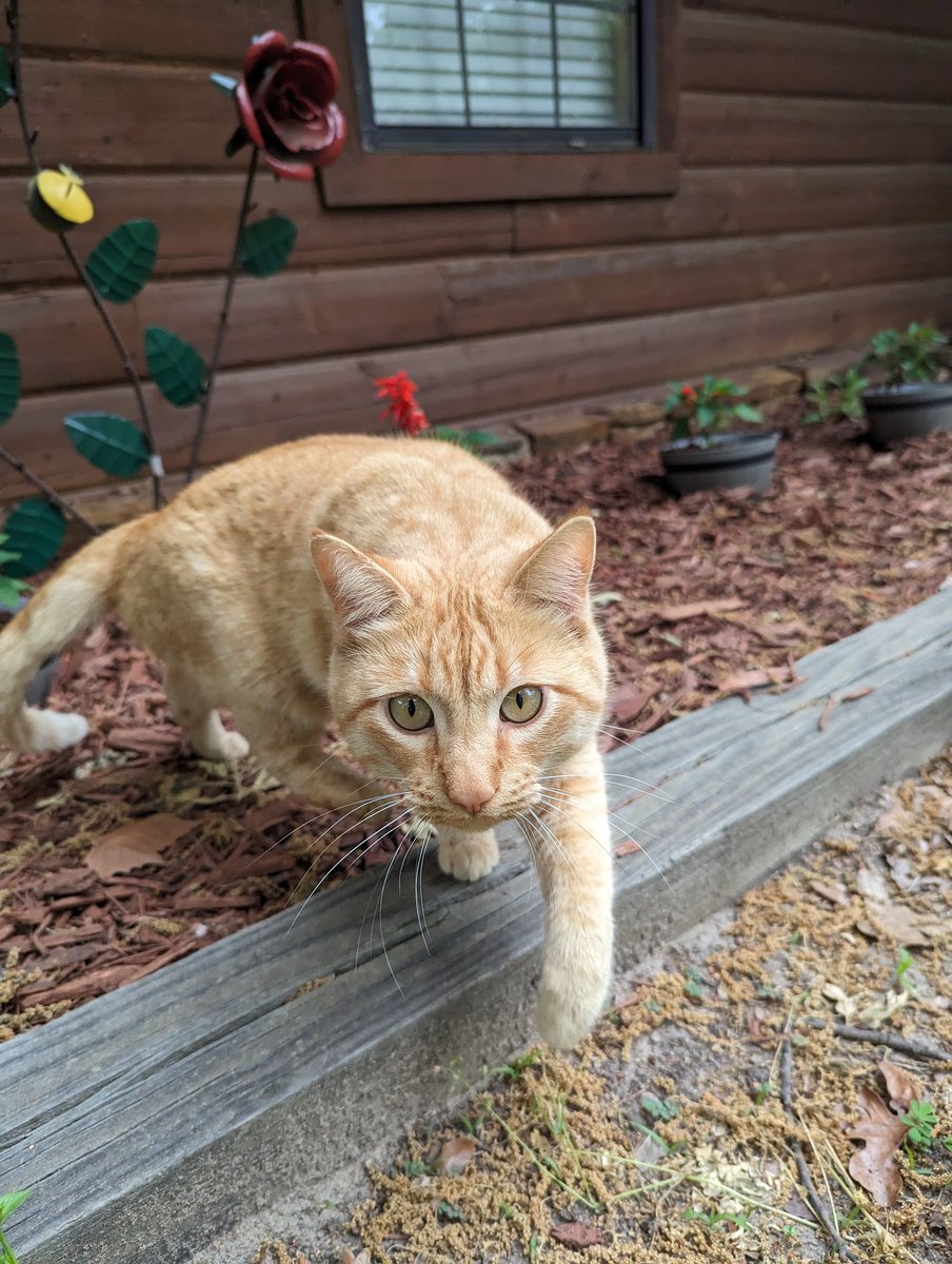 _magicmomma's tweet image. The prettiest man loves to nap in the flower bed
