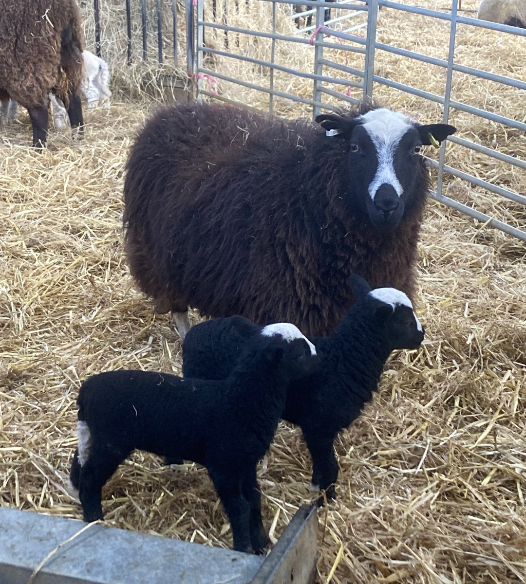 SouthYeoEast's tweet photo. Pedigree/Registered rare BALWEN ewes with lambs at foot seeking pastures new. Hardy, easy lambing. Young ewes 2020 born &amp; younger. On HeptavacP, good in udder &amp; feet. £150-185/family unit depending on age/lambs at foot. Located near Okehampton, Devon @nativebreedsGB https://t.co/QKXl0A0Bd7