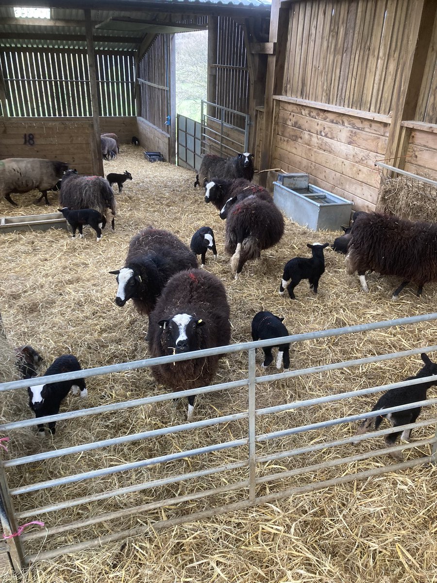 Pedigree/Registered rare BALWEN ewes with lambs at foot seeking pastures new. Hardy, easy lambing. Young ewes 2020 born &amp; younger. On HeptavacP, good in udder &amp; feet. £150-185/family unit depending on age/lambs at foot. Located near Okehampton, Devon <a href="/nativebreedsGB/">#NativeBreeds</a>