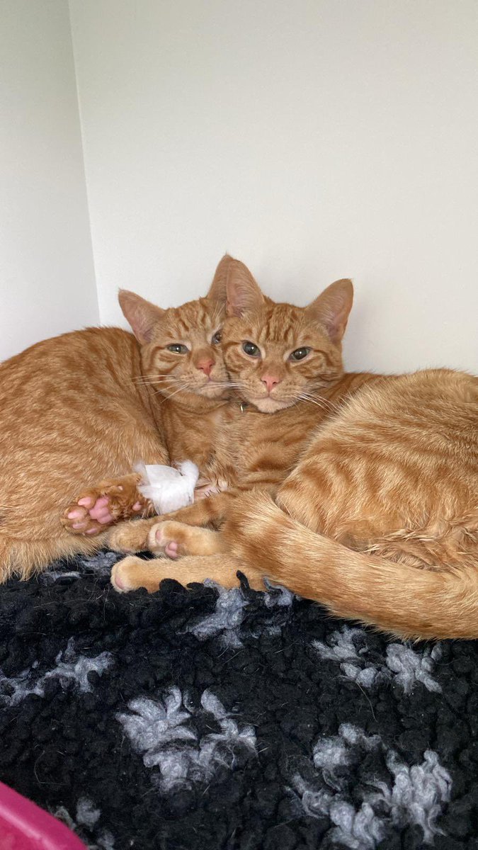 WangfordVets's tweet photo. Brothers, Bruce and Eddie having a snuggle after their neutering procedures today 🥰 https://t.co/roPalPI0Q6