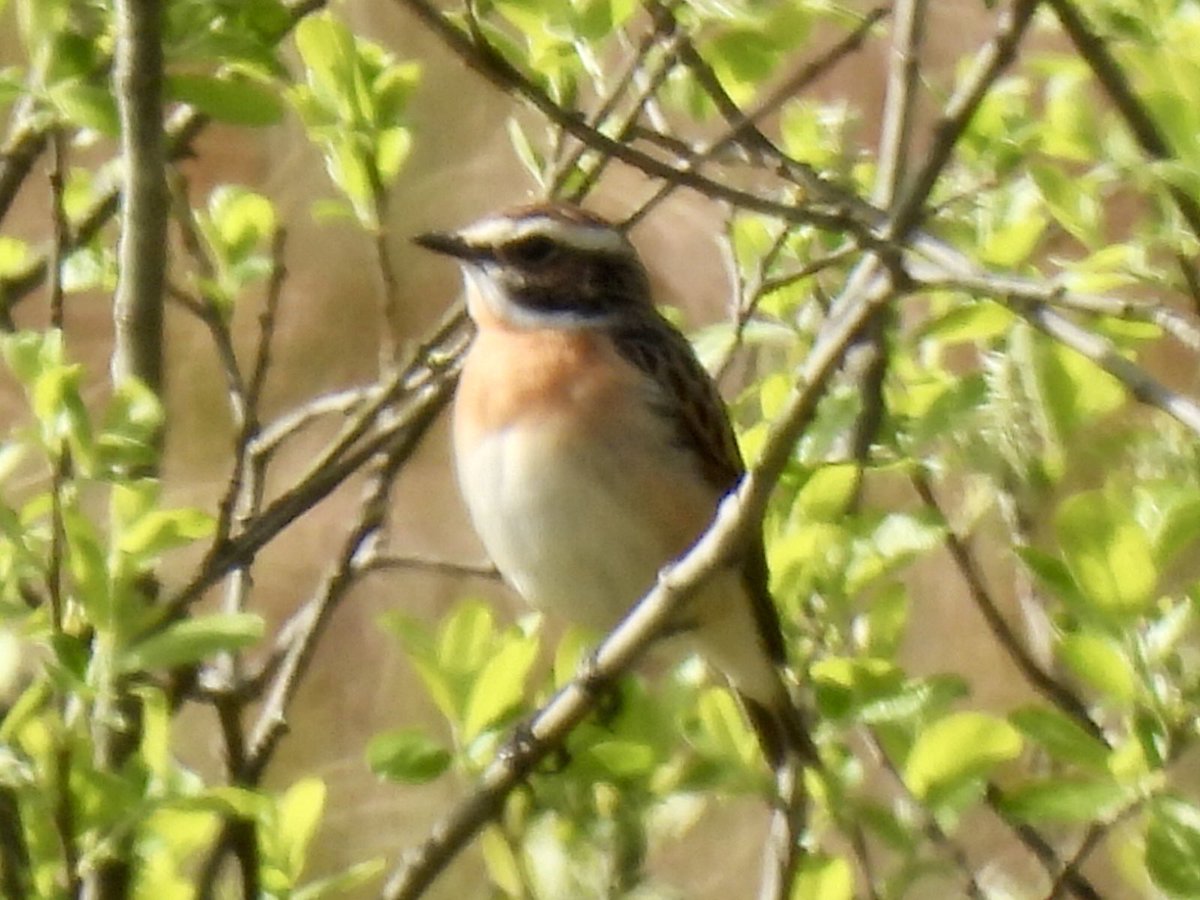 marburypatch's tweet image. Male Whinchat on Ashtons Flash this morning @marburypatch