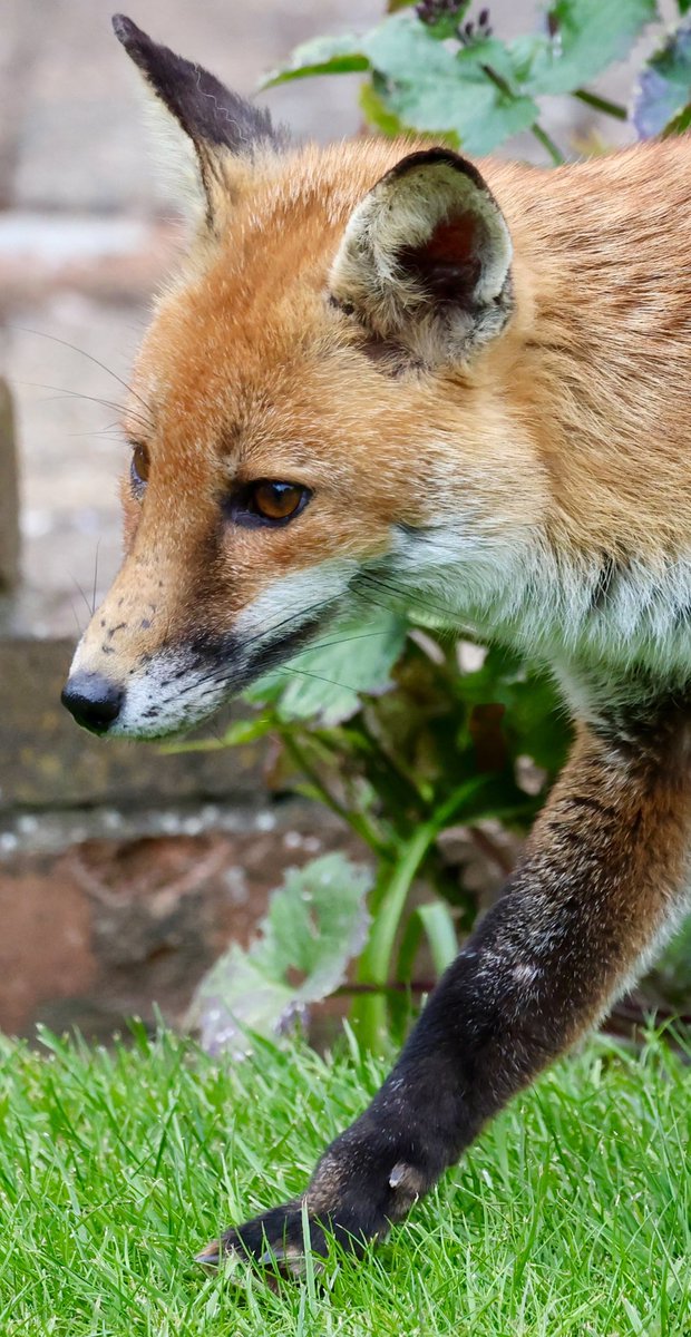 New Fox visitor to the garden today #Fox #foxes #foxlove #foxlovers #foxinmygarden #FoxOfTheDay #foxproject #urbanfox #urbanwildlife #TwitterNatureCommunity